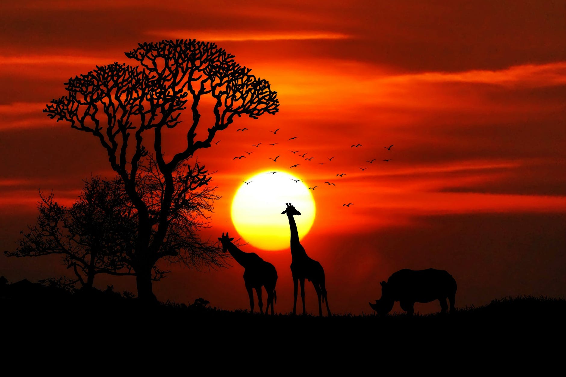 Safari.jpeg