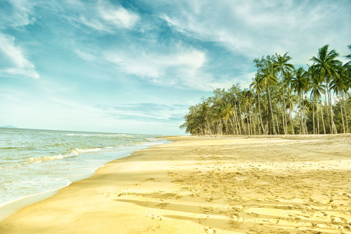 Palm Trees Near Beach Shore